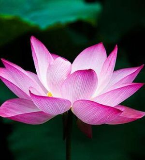 flor-lotus